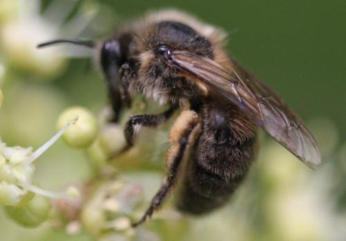 Colletes cunicularius